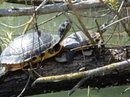 202005_stausee_schildkroten_3_1920x1080